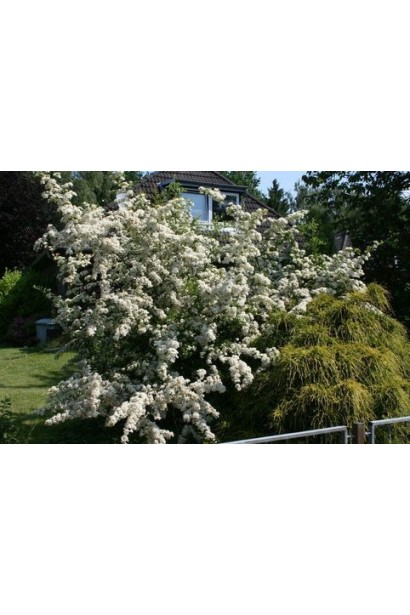 Цвітіння піраканти Ред Колумн: білі квіти, що заповнюють сад ароматом, і яскраво-червоні ягоди після цвітіння.